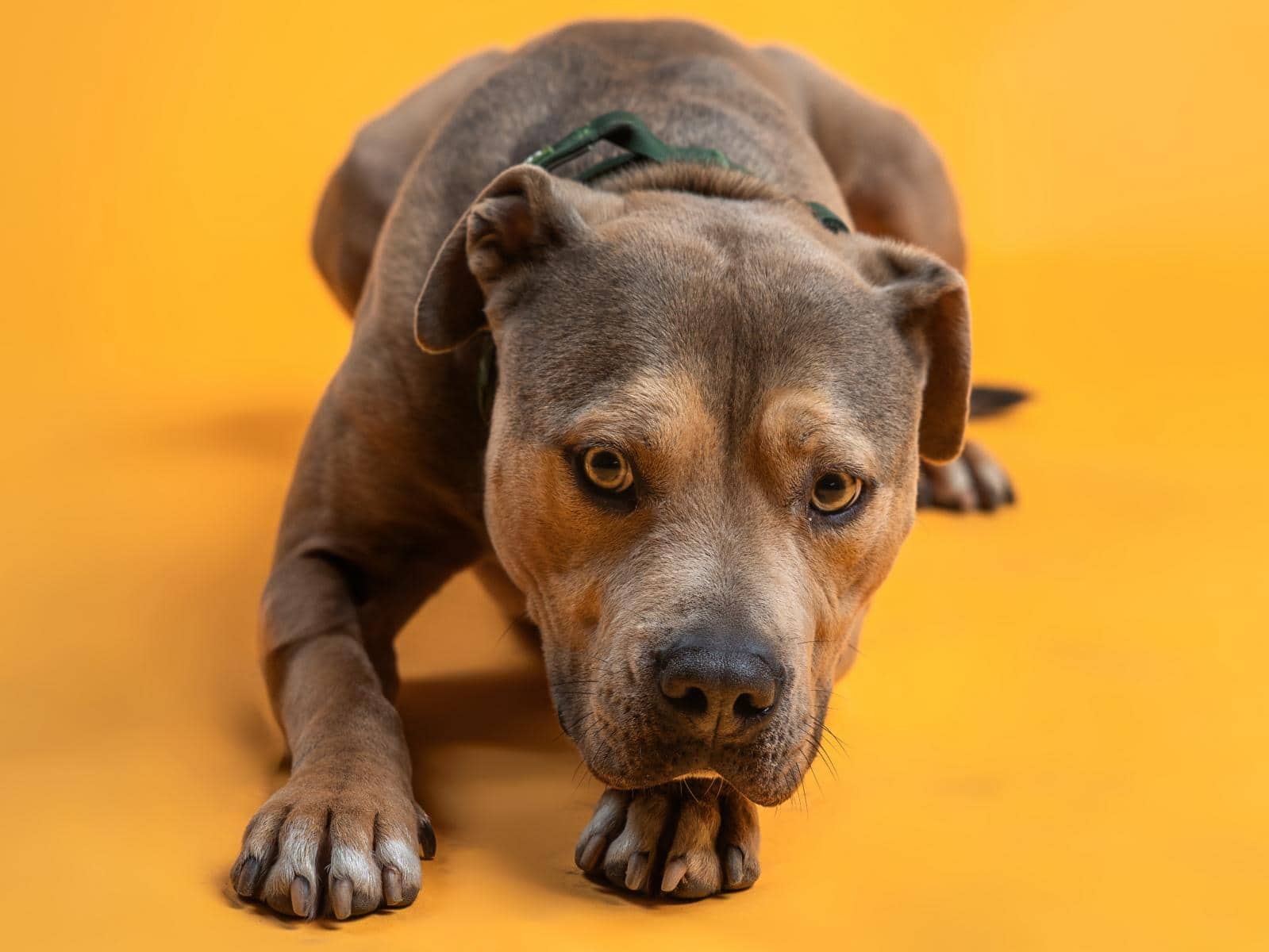 Pablo, American-Staffordshire-American-Pitbull-Mischling sucht ein Zuhause in Hamburg