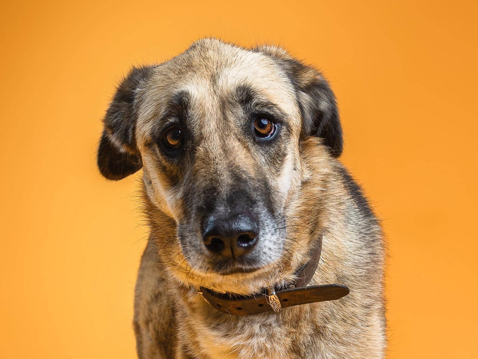 Mandy, Mischling sucht ein Zuhause in Hamburg