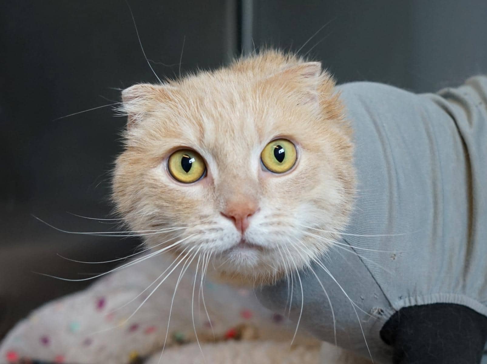 Nikos, Schottische Faltohrkatze sucht ein Zuhause in Hamburg