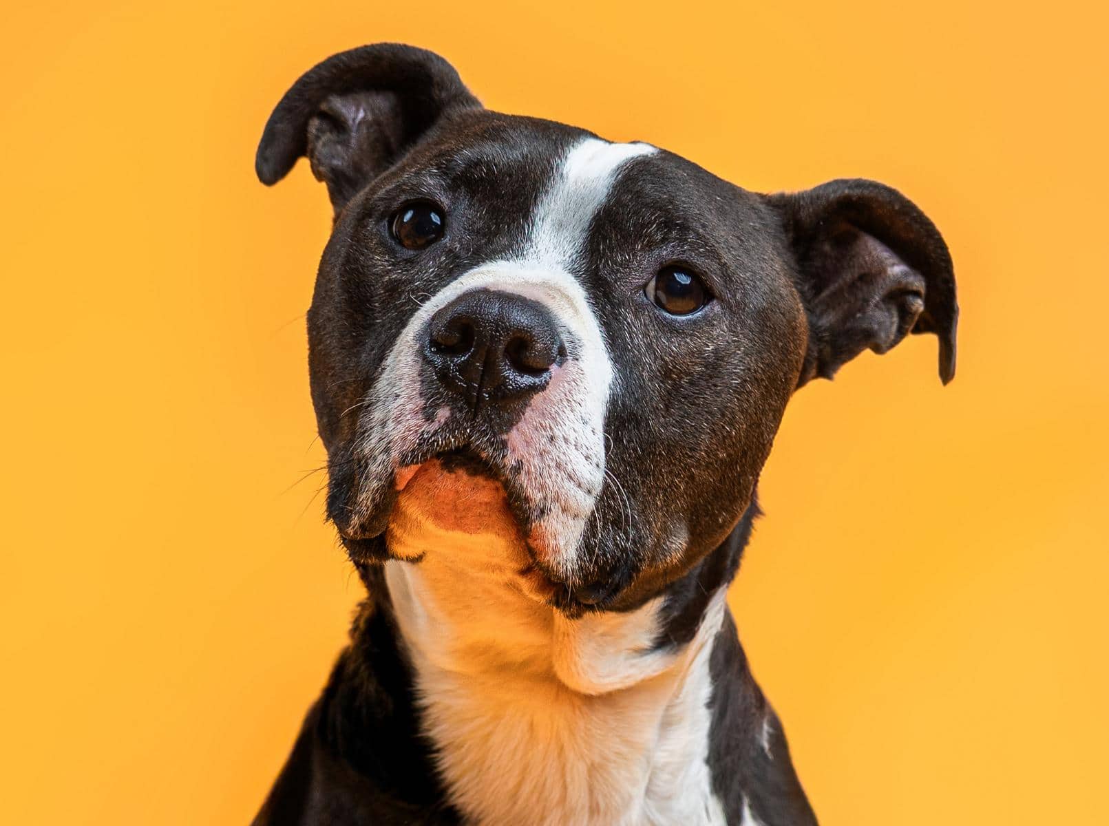 Ty, American-Staffordshire-Terrier-American-Bulldog-Mischling sucht ein Zuhause in Hamburg