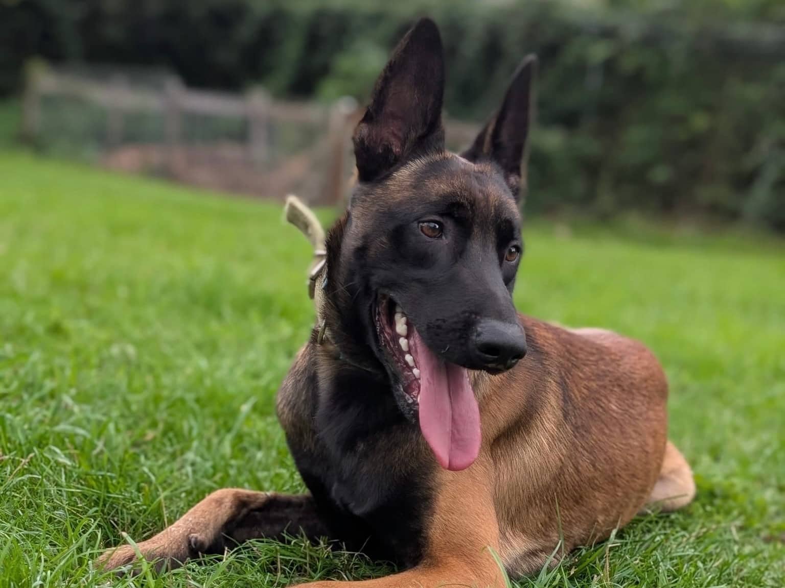 Nero, Malinois sucht ein Zuhause in Hamburg