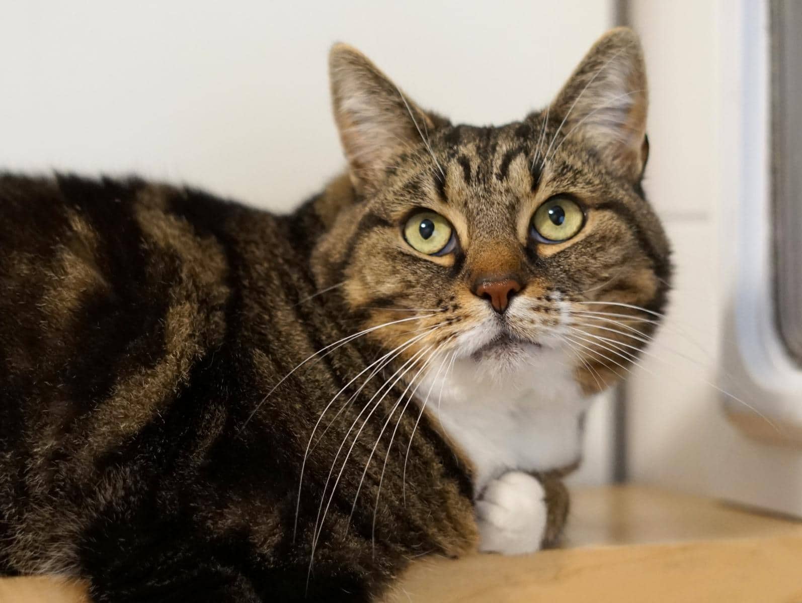 Lola, Europäisch Kurzhaar sucht ein Zuhause in Hamburg
