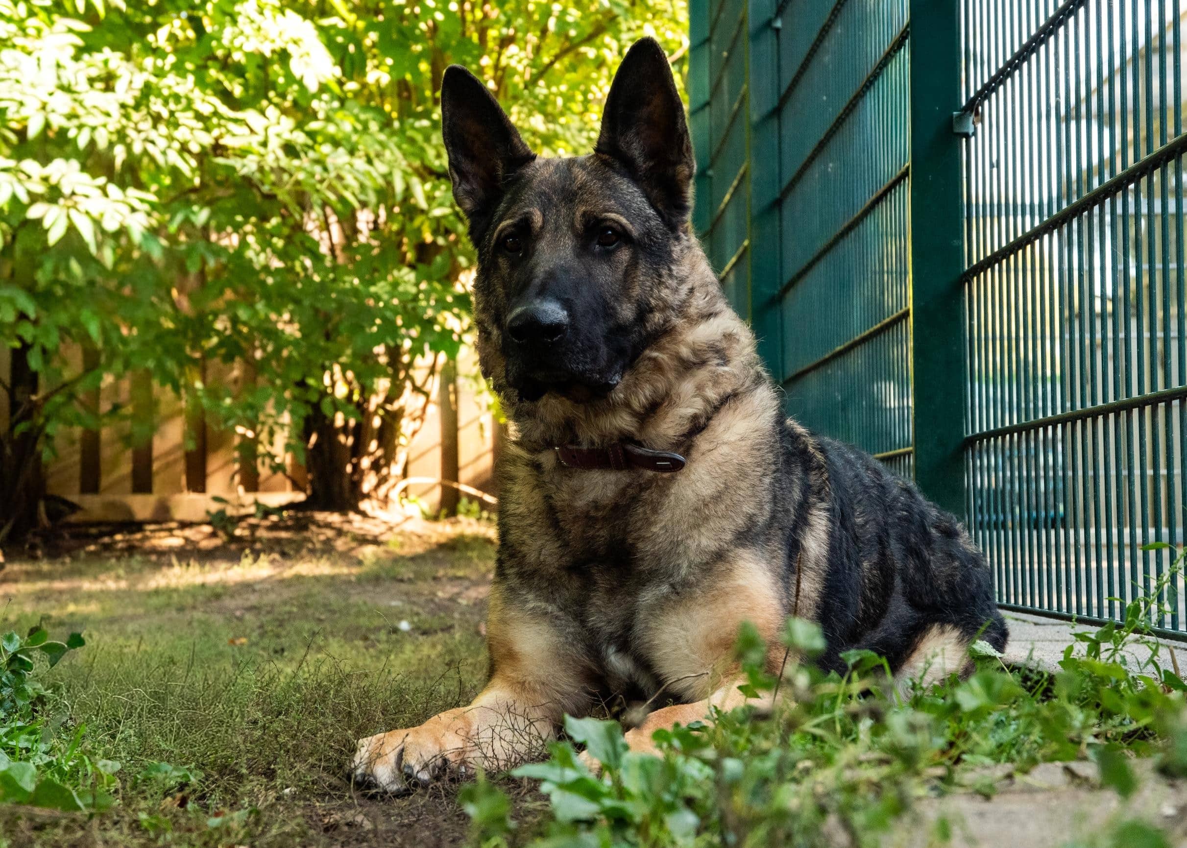 Levy, Deutscher Schäferhund-Mischling sucht ein Zuhause in Hamburg