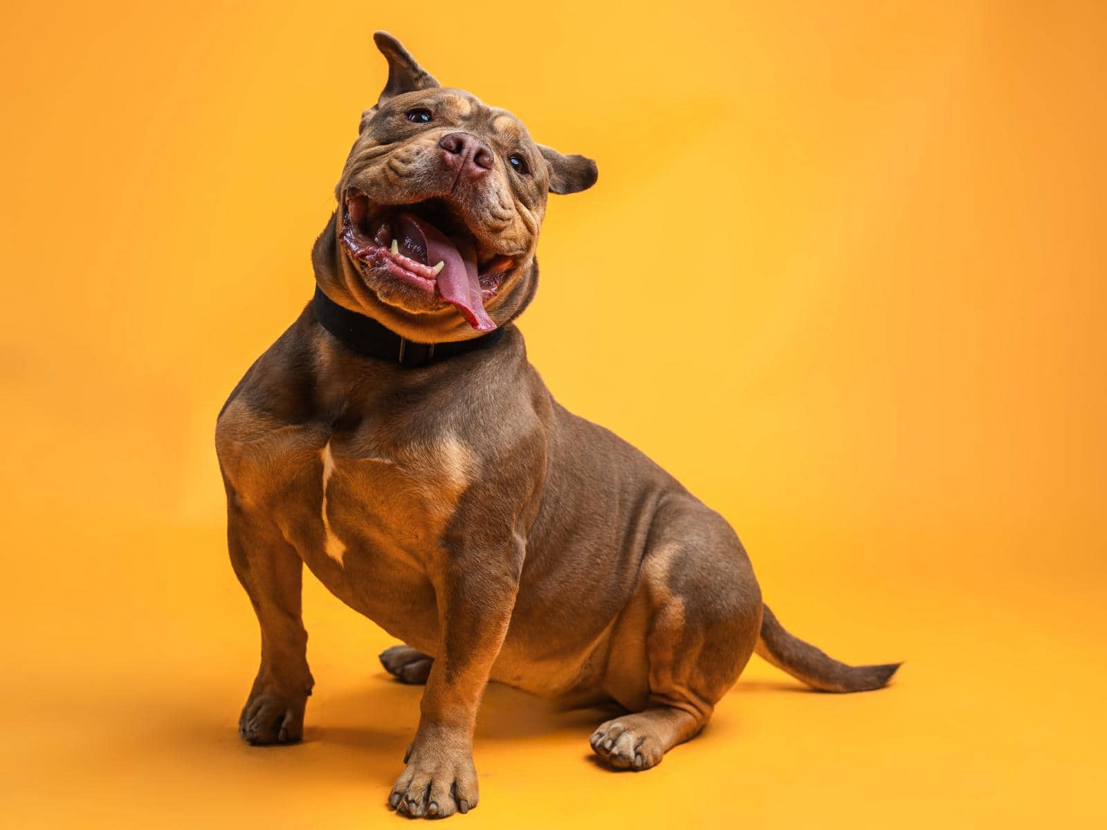Grom, Bullmastiff-Mischling* sucht ein Zuhause in Hamburg