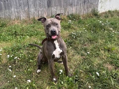 Chapo, American Staffordshire Terrier sucht ein Zuhause in Hamburg