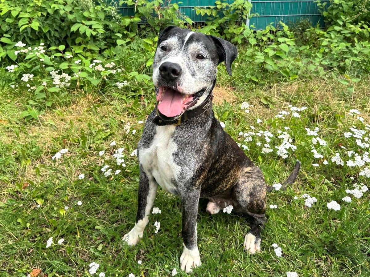 Diabolo, American-Staffordshire-Terrier-/ American Pittbull-Mischling sucht ein Zuhause in Hamburg