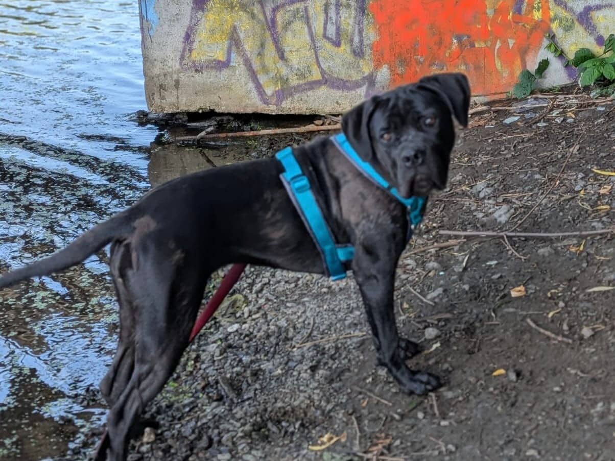 Athena, Cane Corso sucht ein Zuhause in Hamburg