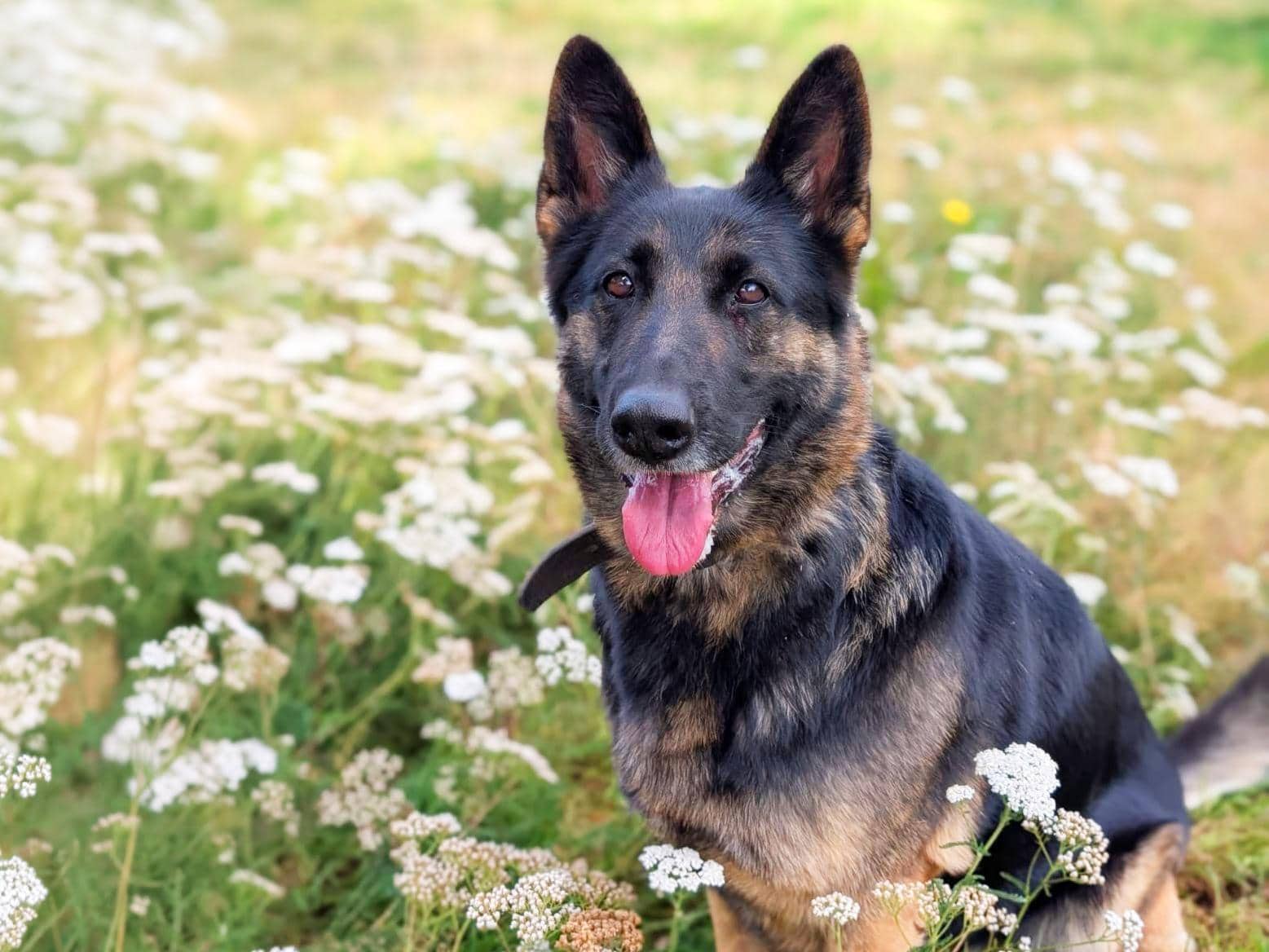 Lissy, Deutscher Schäferhund sucht ein Zuhause in Hamburg