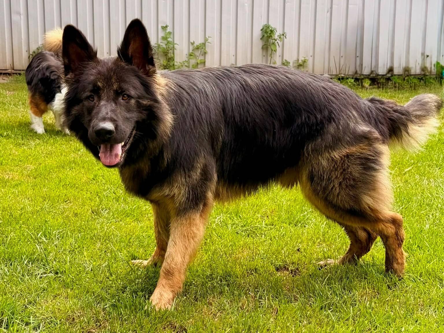 Bobby, Deutscher Schäferhund-Mischling sucht ein Zuhause in Hamburg