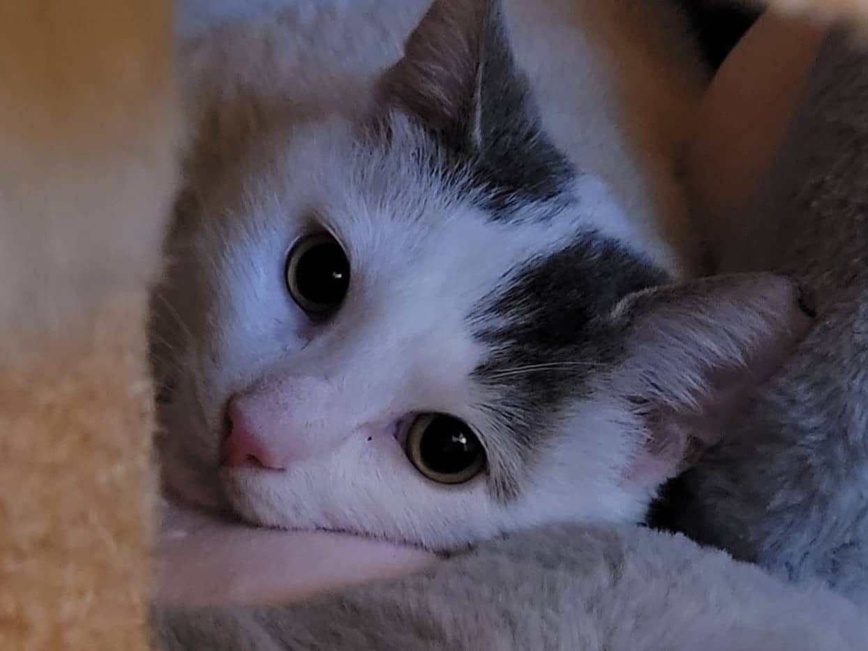 Theo, Europäisch Kurzhaar sucht ein Zuhause in Hamburg