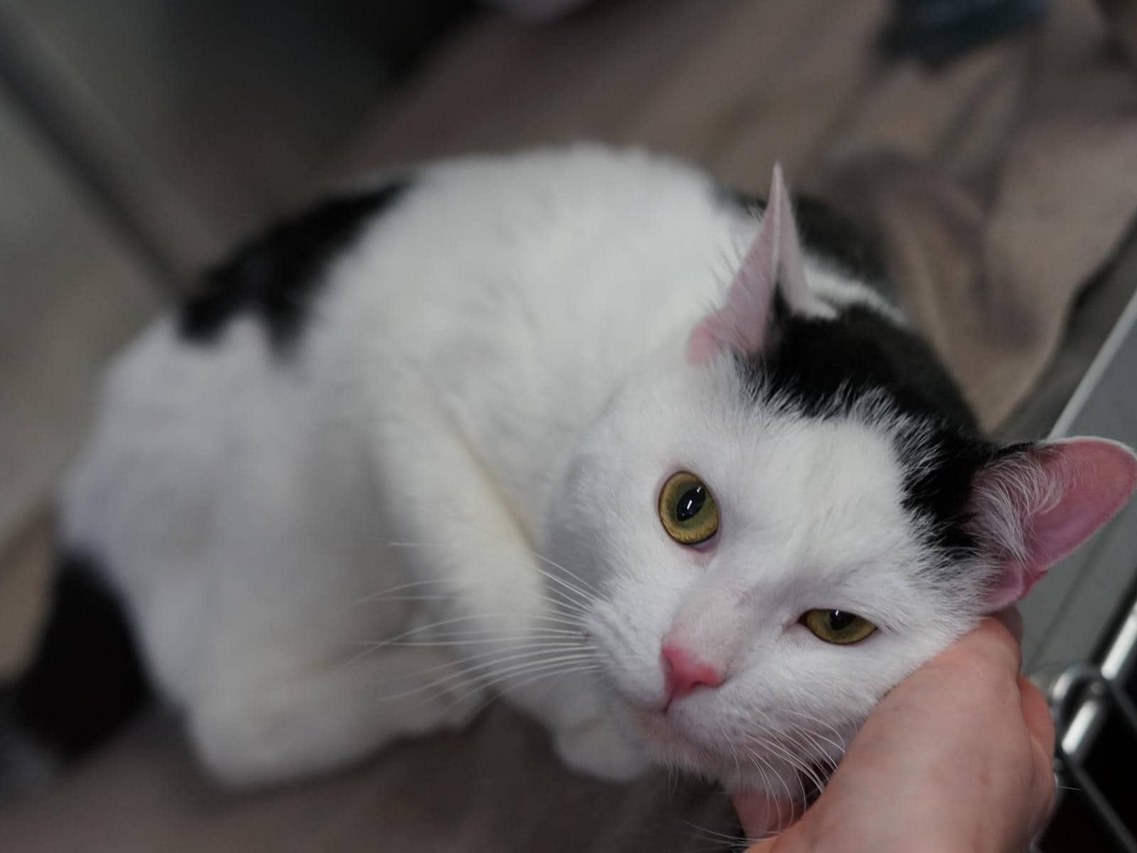 Bobby, Europäisch Kurzhaar sucht ein Zuhause in Hamburg