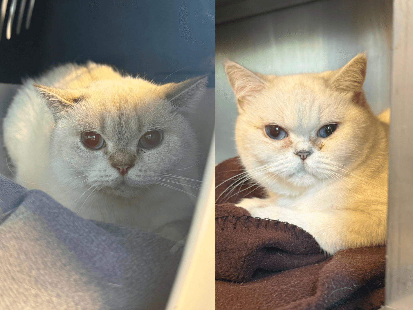 Feta & Olivia, Britisch Kurzhaar sucht ein Zuhause in Hamburg