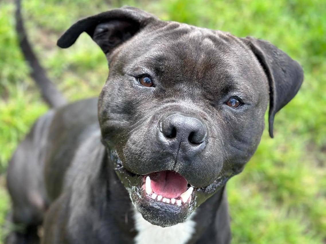 Major, American-Staffordshire-Terrier-Mischling sucht ein Zuhause in Hamburg