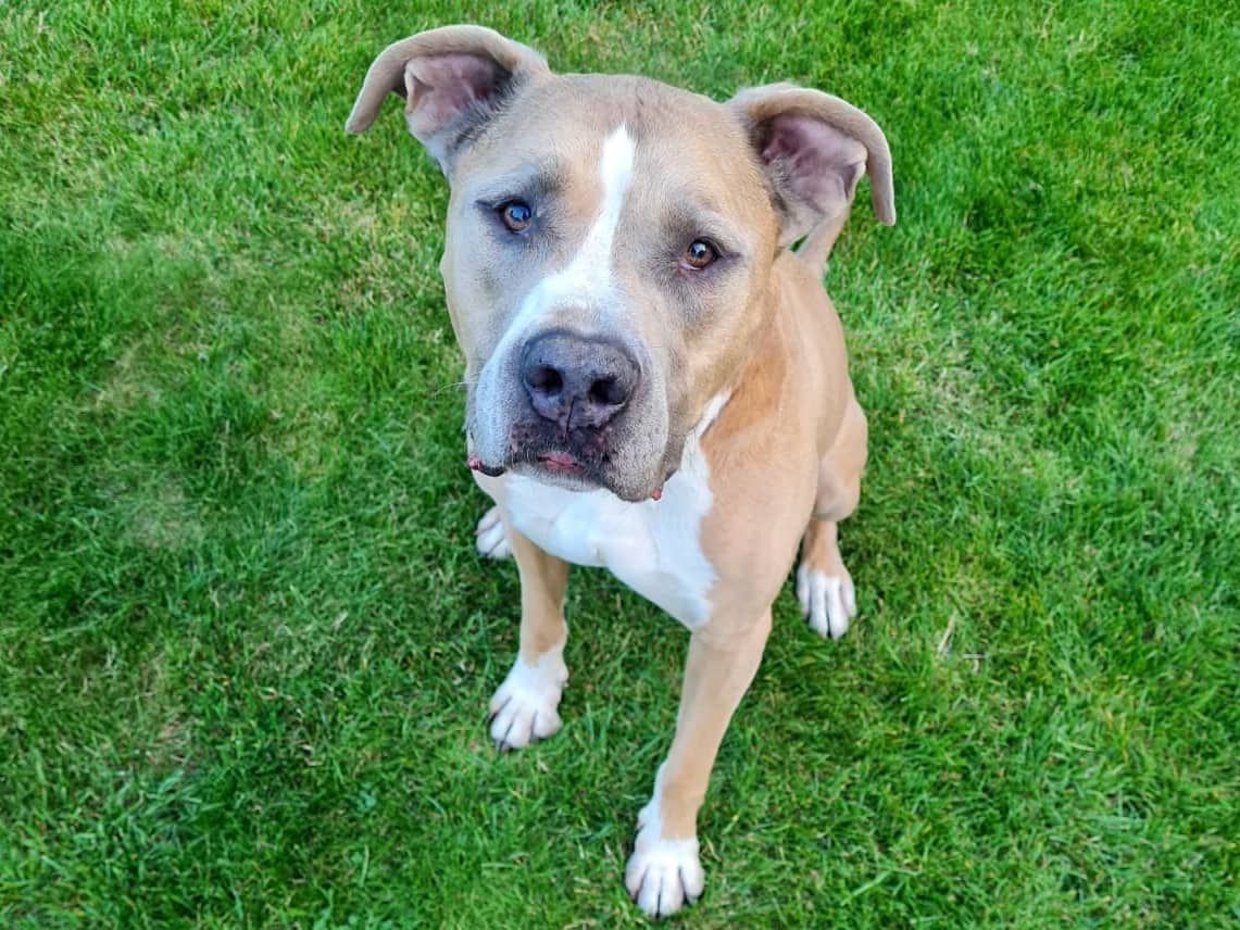 Tequila, American-Staffordshire-Terrier-Mischling sucht ein Zuhause in Hamburg