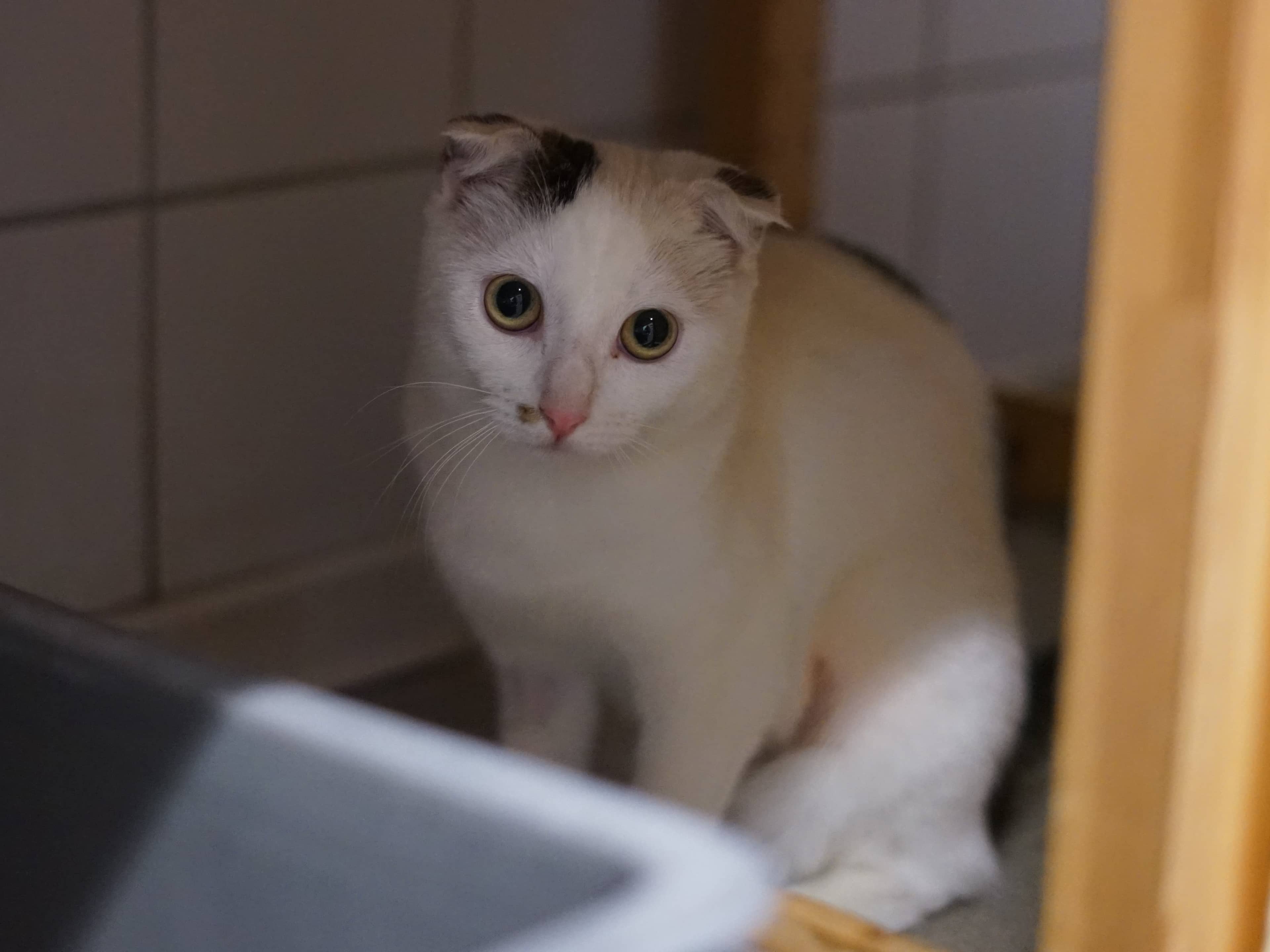 Peanut, Scottisch Fold sucht ein Zuhause in Hamburg