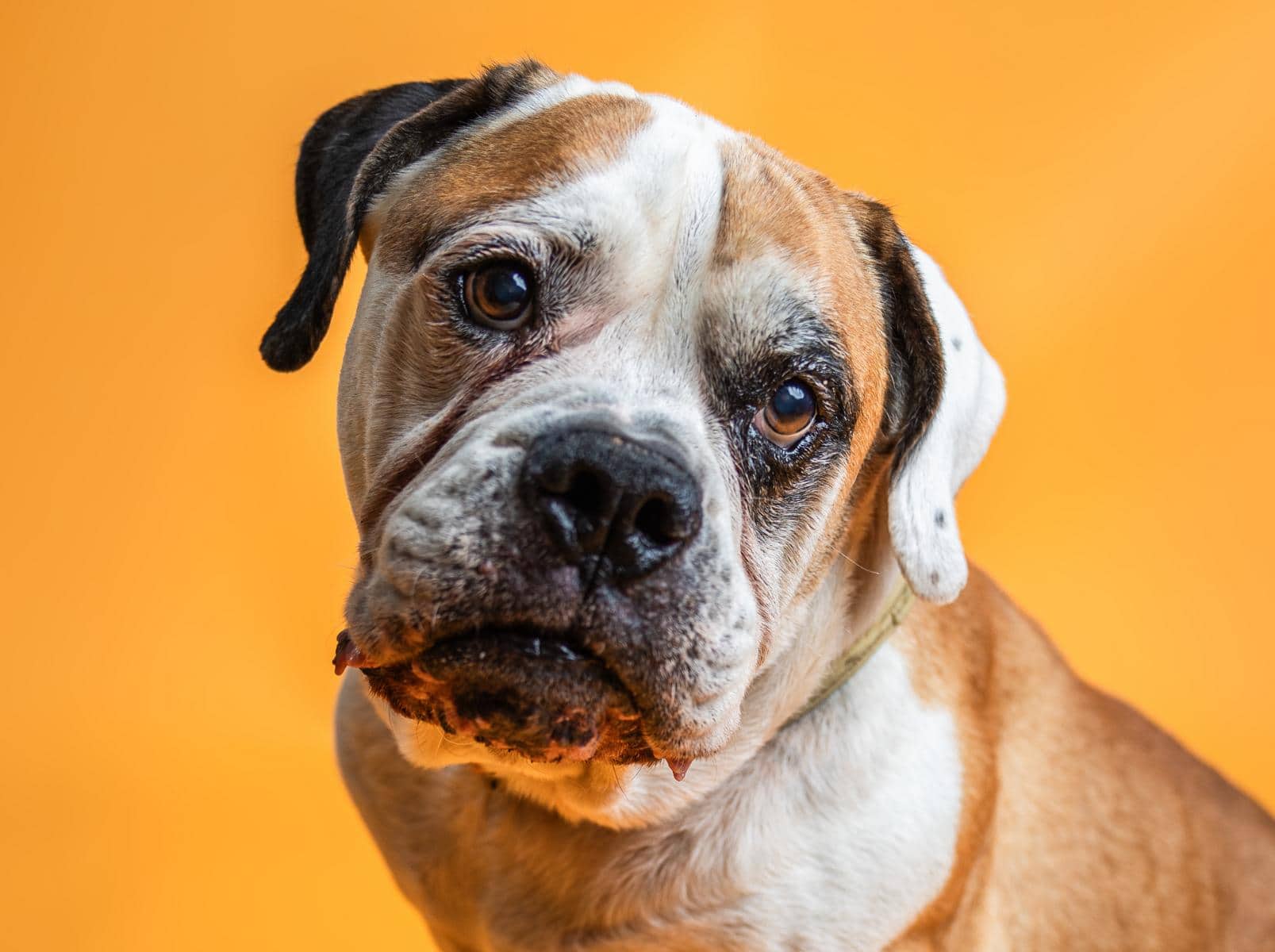 Bodo, American Bulldog sucht ein Zuhause in Hamburg
