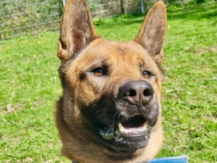 Carlo, Akita Malinois-Mischling sucht ein Zuhause in Hamburg