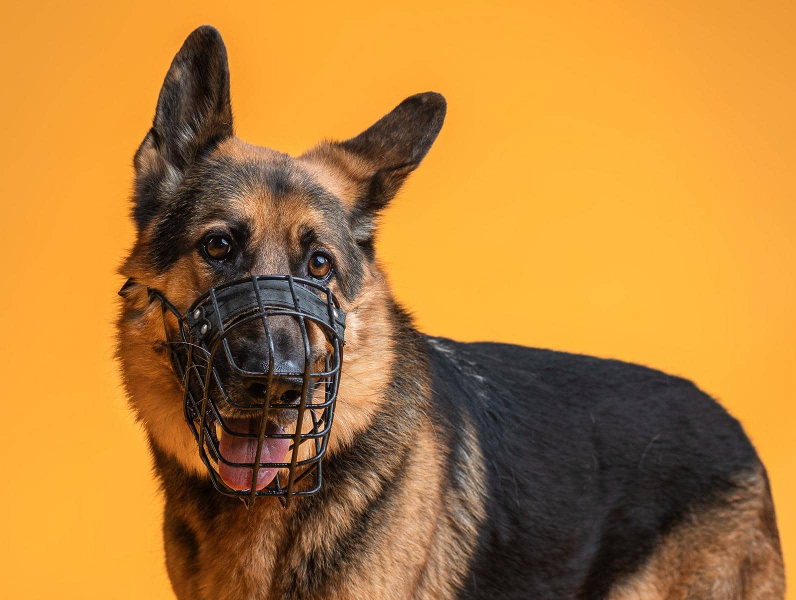 Harry, Deutscher Schäferhund sucht ein Zuhause in Hamburg