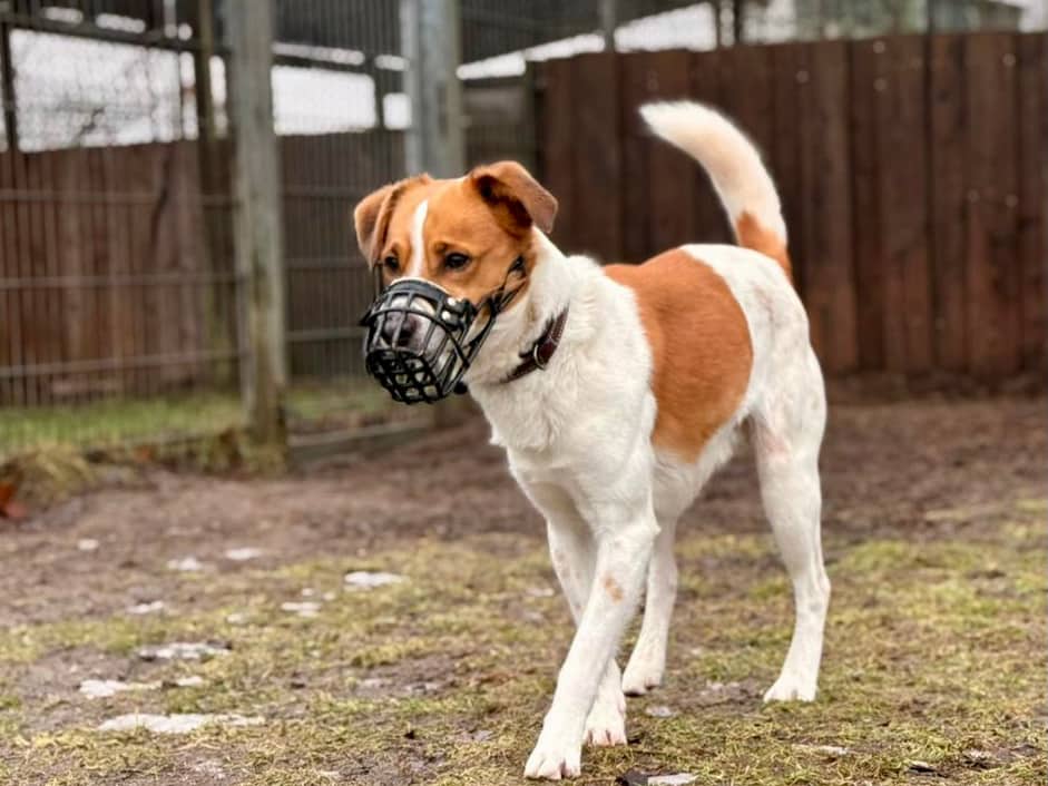 Ted, Terrier-Mischling sucht ein Zuhause in Hamburg