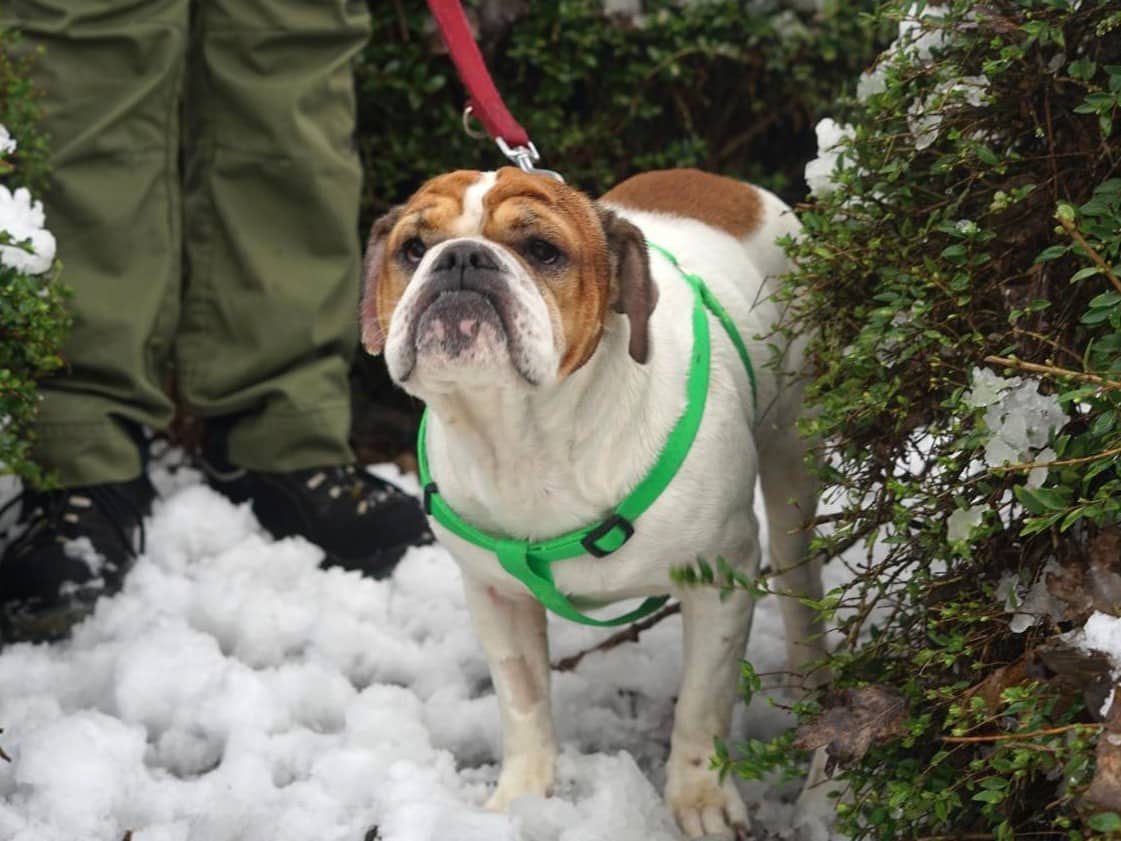 Peppi, Bulldoggen-Mischling sucht ein Zuhause in Hamburg