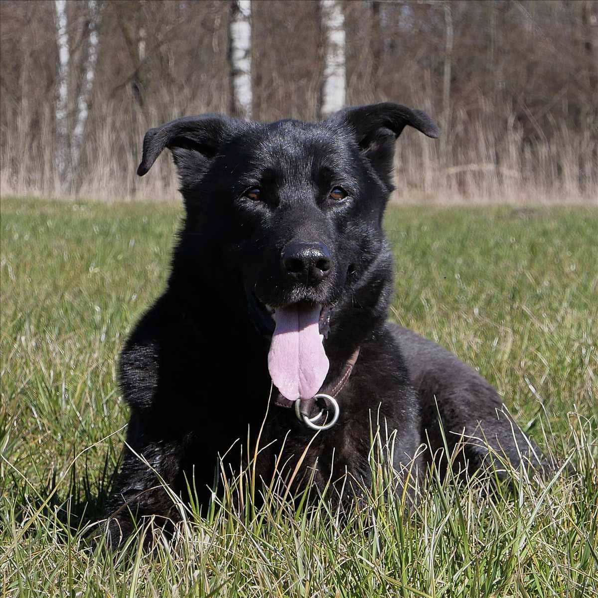 Lucky, Labrador-Schäferhund-Mischling aus dem Tierheim in München (Foto 1 von 3)
