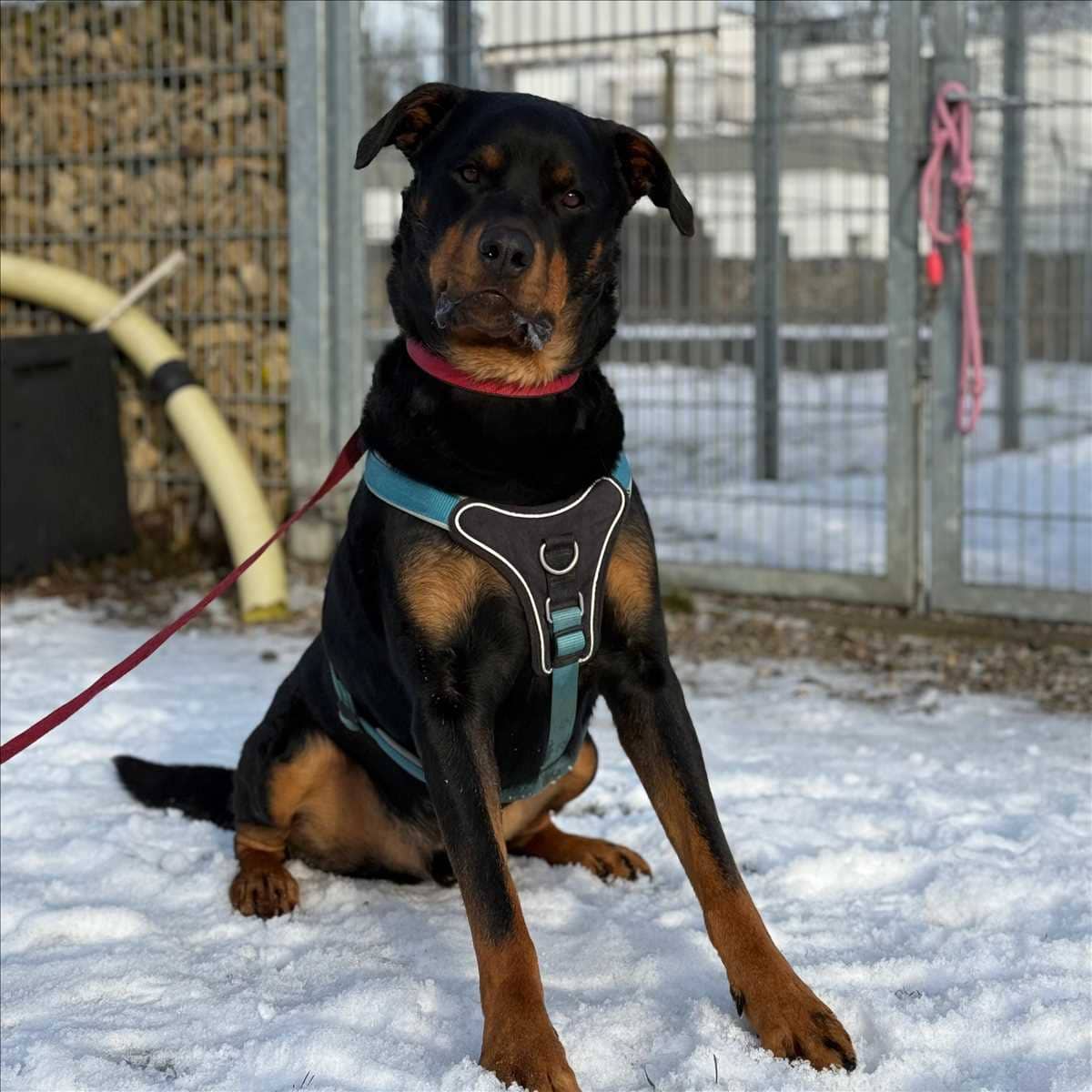 Pablo, Rottweiler sucht ein Zuhause in München