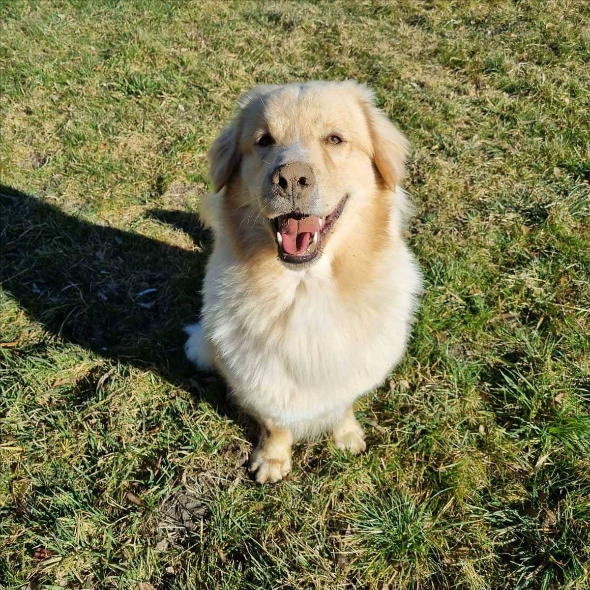 Kyma, Herdenschutzhund aus dem Tierheim in München (Foto 1 von 2)