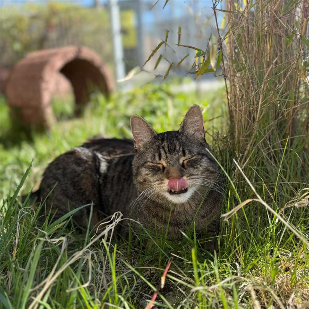 Wallace, Europäisch Kurzhaar aus dem Tierheim in München (Foto 1 von 4)
