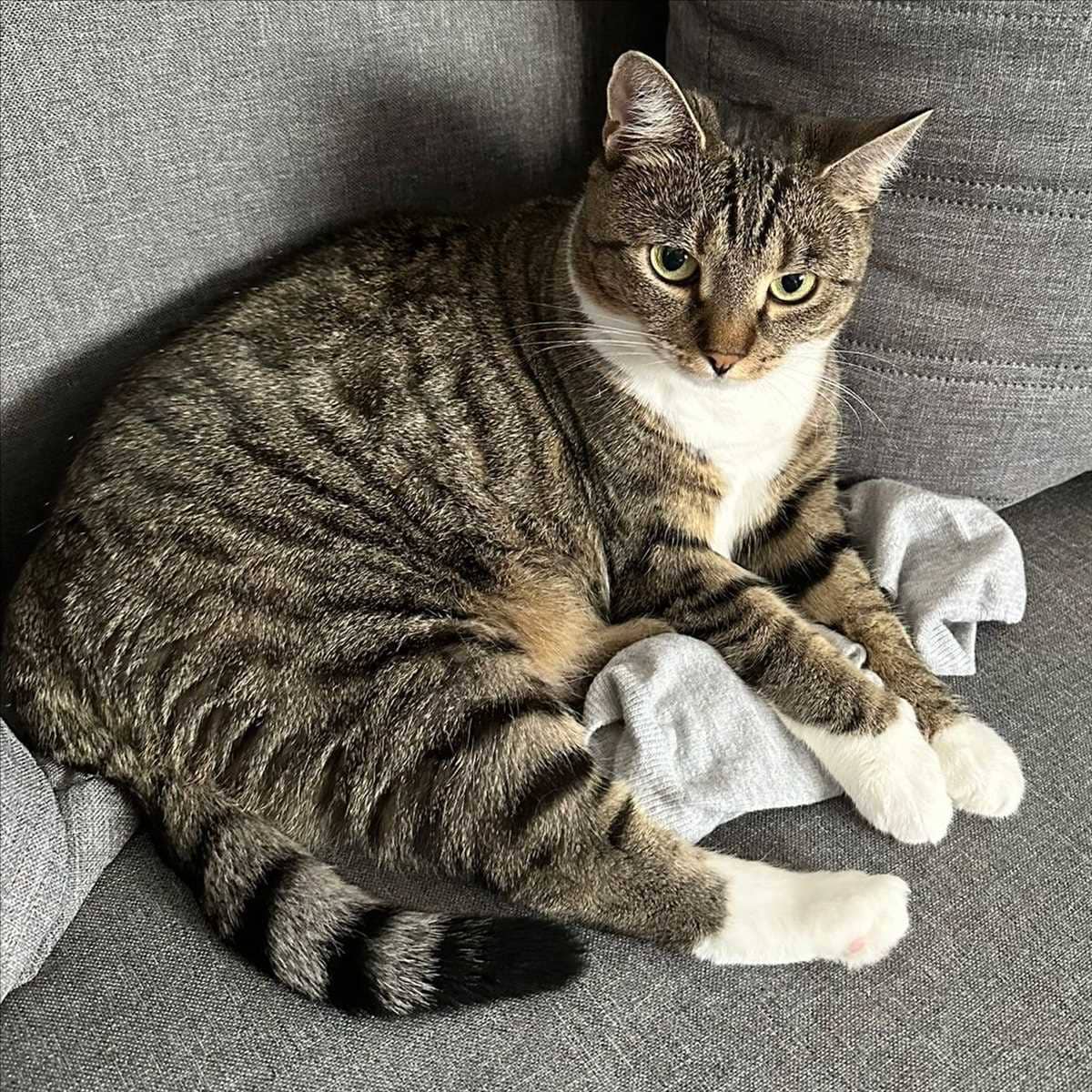 Bella, Europäisch Kurzhaar aus dem Tierheim
