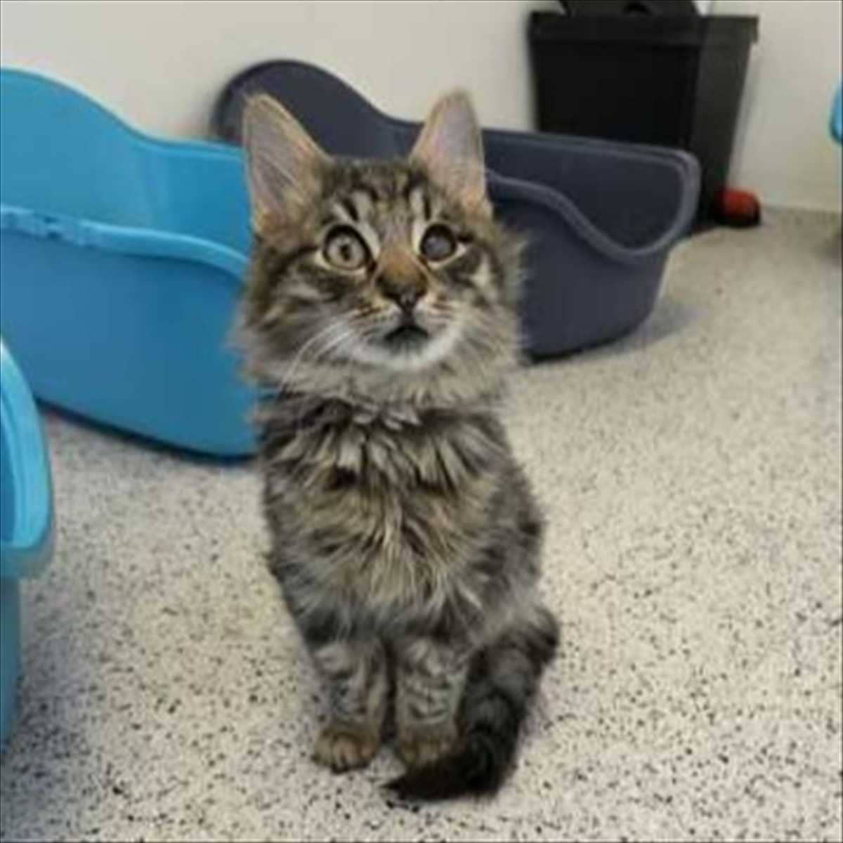 Bamboo, Katzenwelpe, Europäisch Langhaar aus dem Tierheim