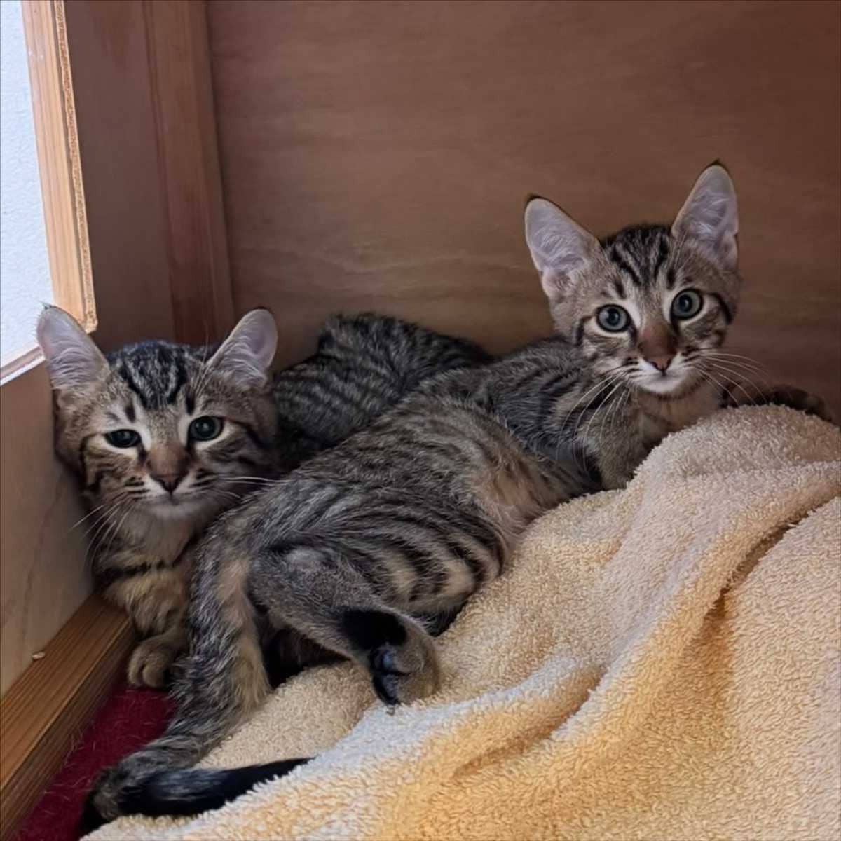 Queens, Katzenwelpe, Europäisch Kurzhaar aus dem Tierheim in München (Foto 1 von 2)