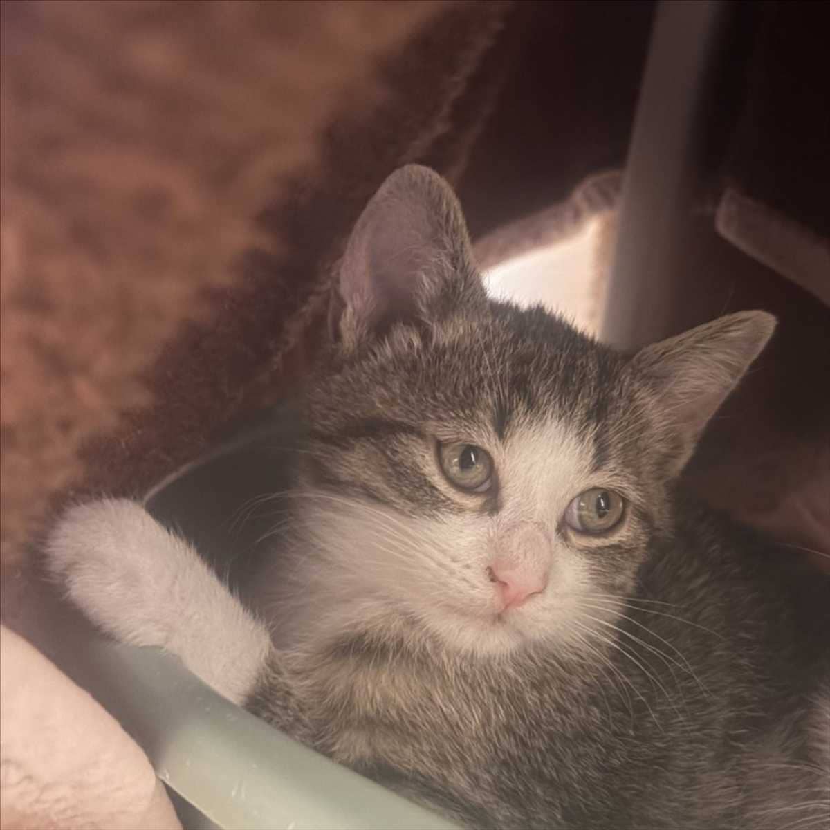 Capo-Aria, Katzenwelpe, Europäisch Kurzhaar aus dem Tierheim in München (Foto 1 von 2)