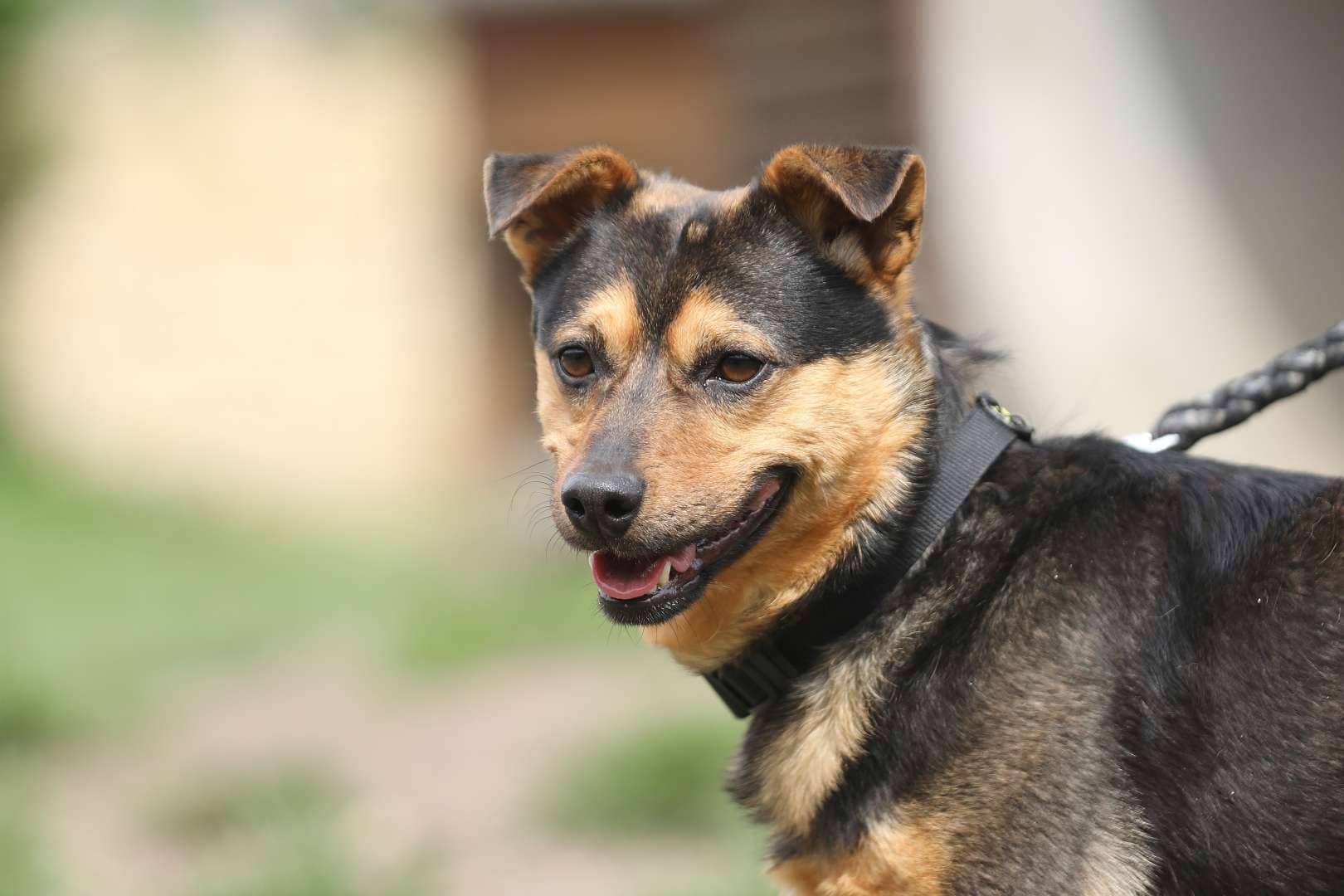 Knolle, Terrier-Mischling aus dem Tierheim in Berlin (Foto 1 von 6)