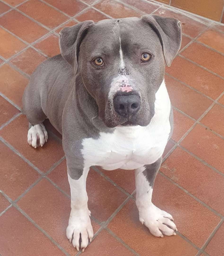 Ates, Staffordshire Terrier-Mischling aus dem Tierheim