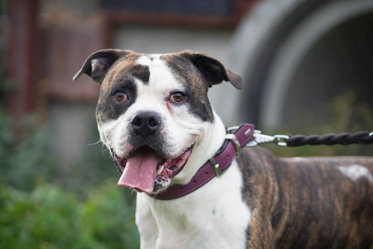 Masou, American Bulldog aus dem Tierheim in Berlin (Foto 1 von 4)
