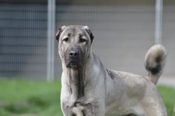 Spencer, Kangal aus dem Tierheim in Berlin (Foto 1 von 7)