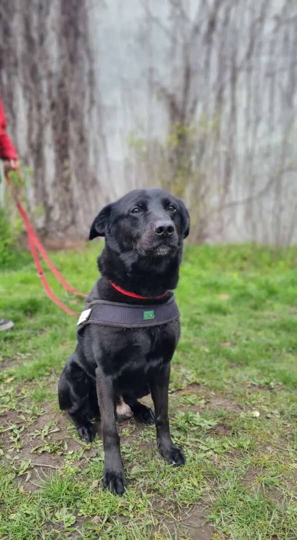 Toto, Labrador Retriever-Mischling aus dem Tierheim in Berlin (Foto 1 von 2)