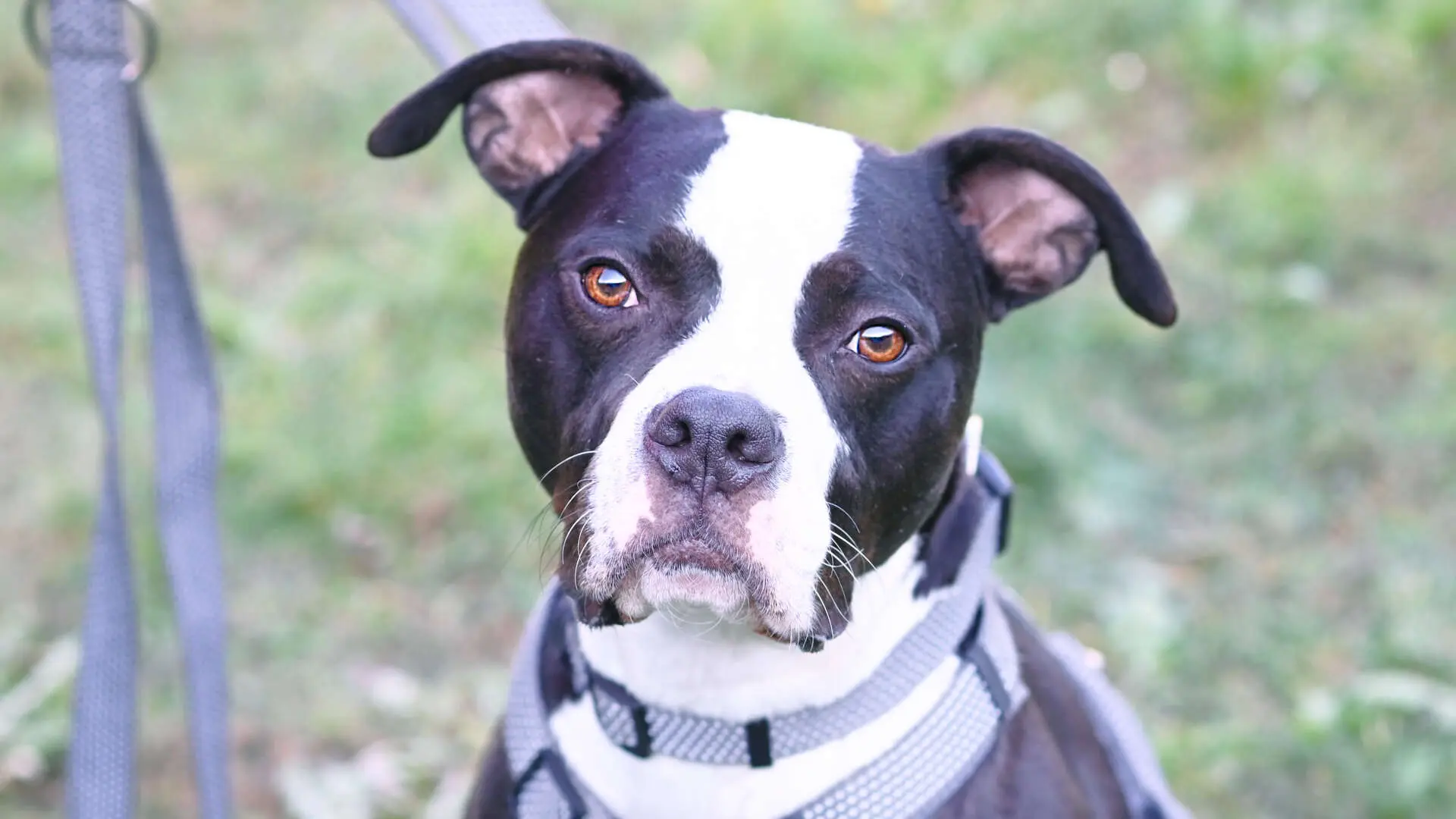 Mads, Staffordshire-Bulldog-Mischling aus dem Tierheim in Berlin (Foto 1 von 5)