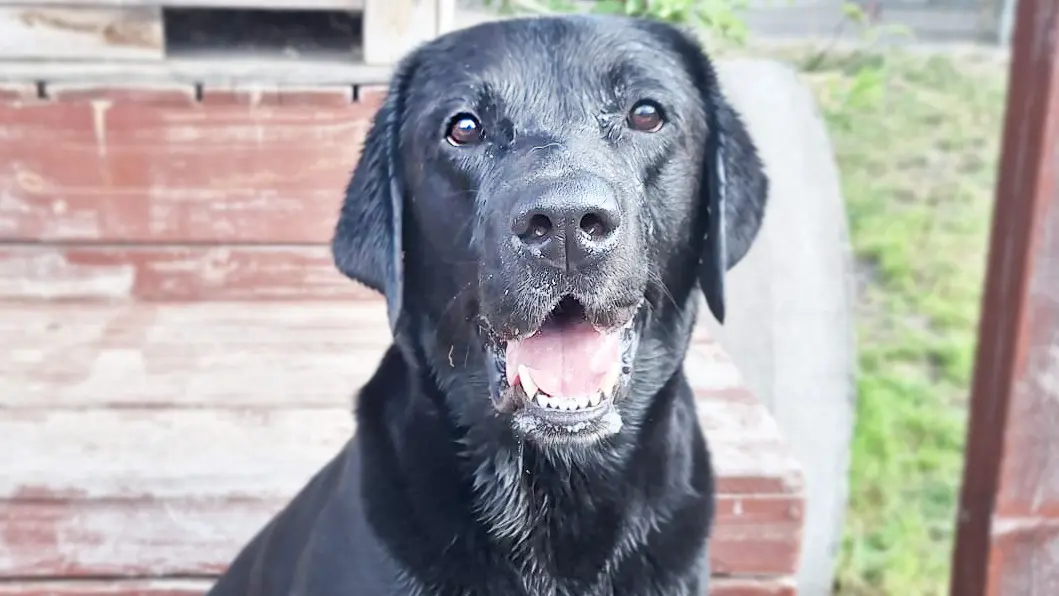 Balu, Labrador Retriever aus dem Tierheim in Berlin (Foto 1 von 6)
