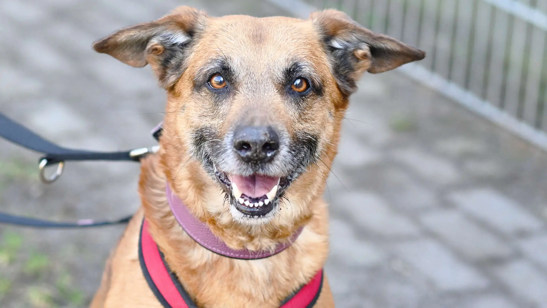 Odin, Deutscher Schäferhund-Mischling aus dem Tierheim in Berlin (Foto 1 von 4)