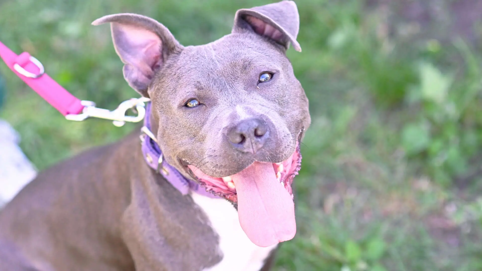 Kira, Staffordshire Terrier-Mischling aus dem Tierheim in Berlin (Foto 1 von 4)