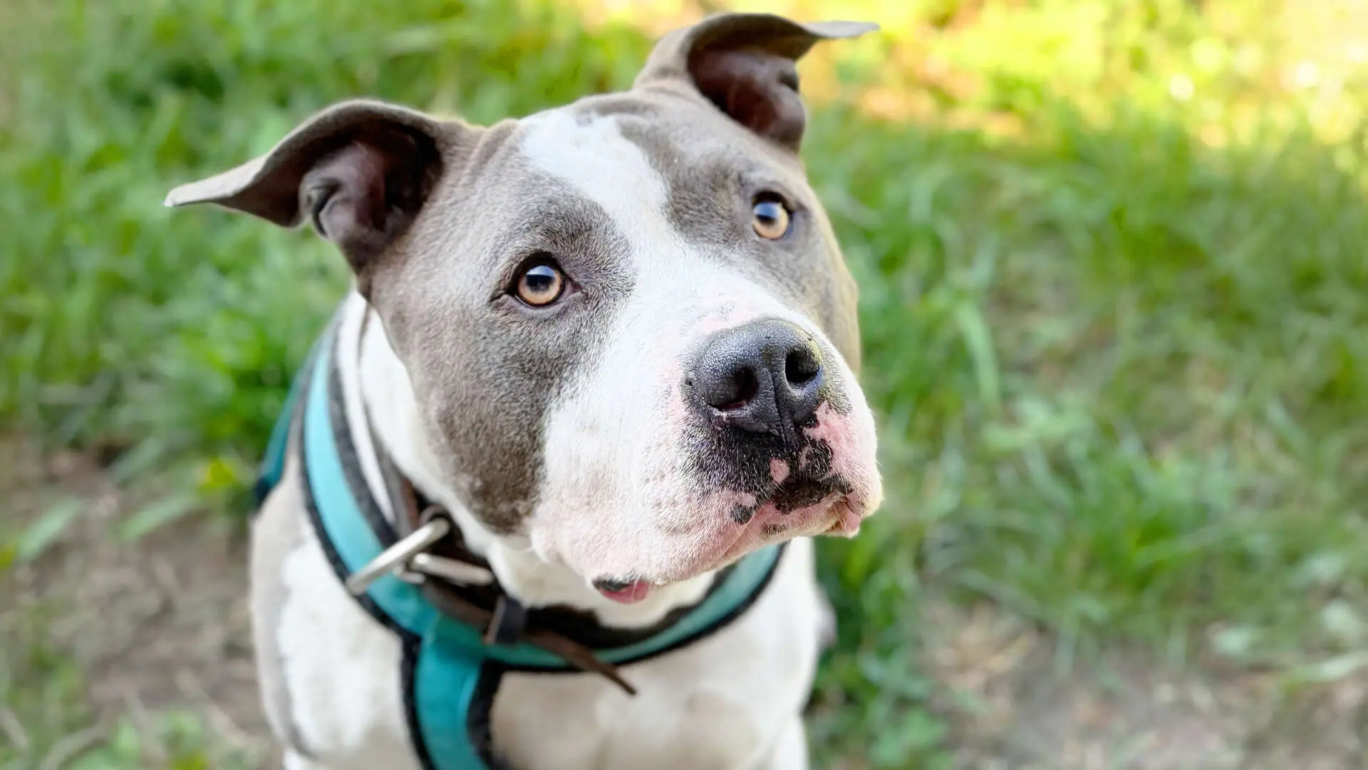 Picho, Staffordshire Terrier-Mischling aus dem Tierheim in Berlin (Foto 1 von 6)