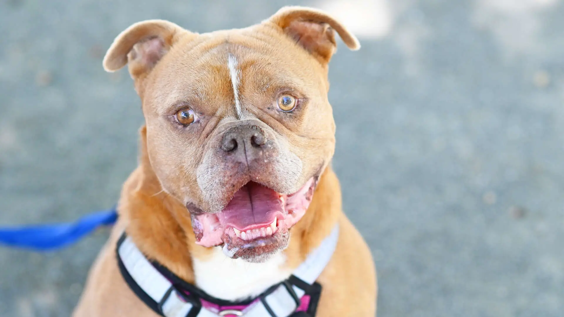 Joseph, English Bulldog-Mischling sucht ein Zuhause in Berlin