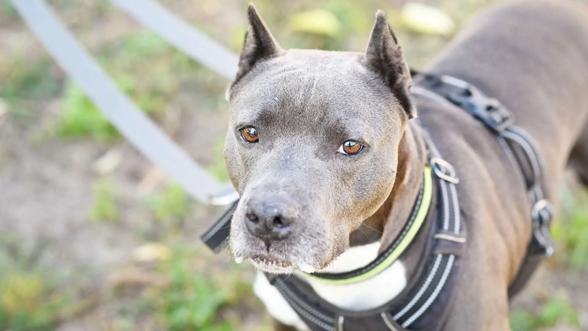 Ulrike, Staffordshire Terrier-Mischling aus dem Tierheim in Berlin (Foto 1 von 5)