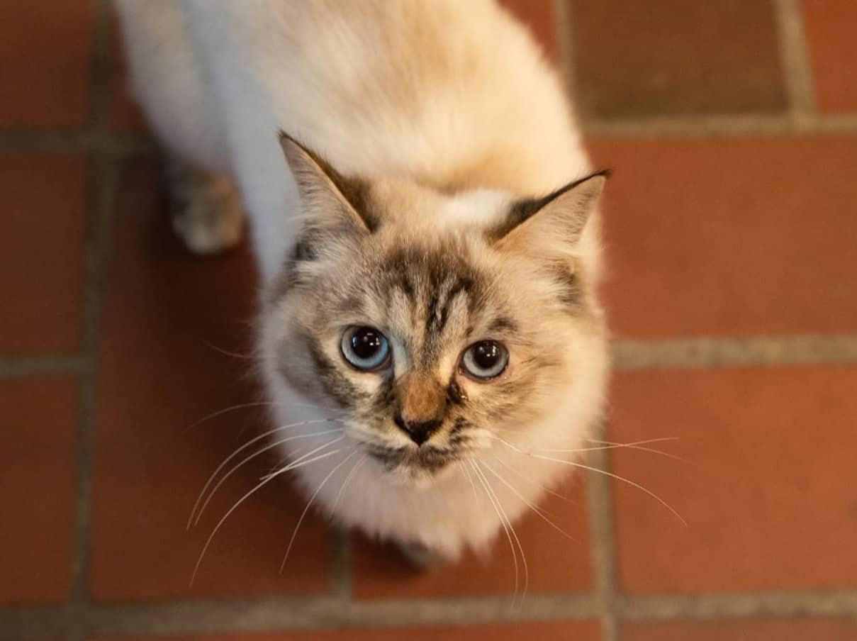 Dahlia, Heilige Birma aus dem Tierheim in Hamburg (Foto 1 von 3)