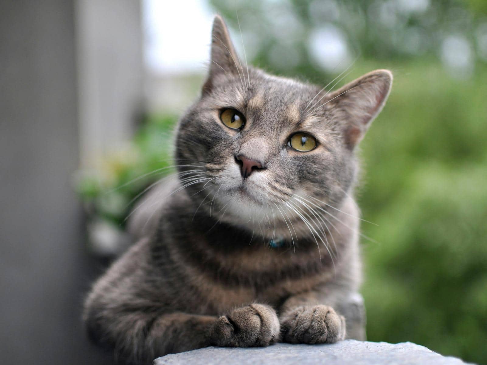 Joschi, Europäisch Kurzhaar aus dem Tierheim in Hamburg