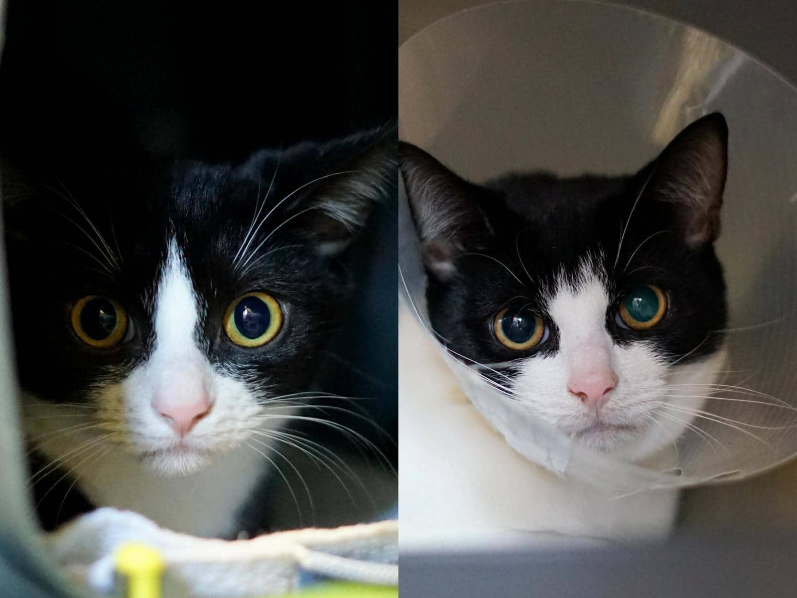 Buzz & Woody, Europäisch Kurzhaar aus dem Tierheim in Hamburg (Foto 1 von 2)