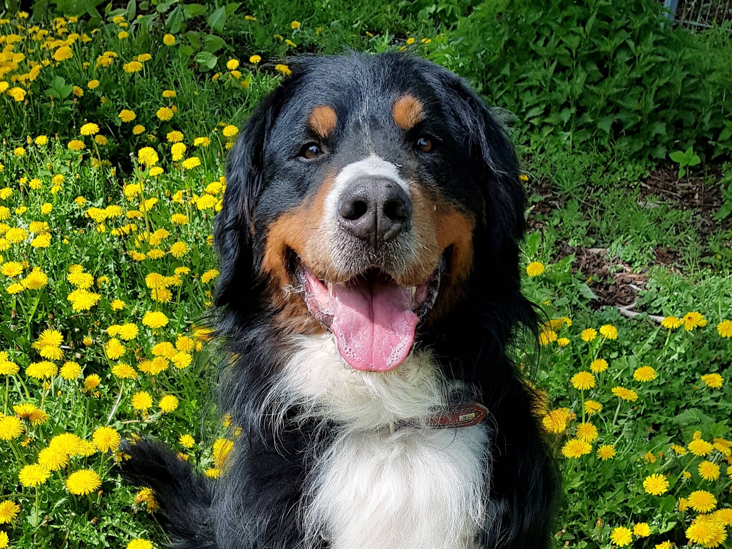 Simba, Berner Sennenhund aus dem Tierheim in Hamburg (Foto 1 von 6)