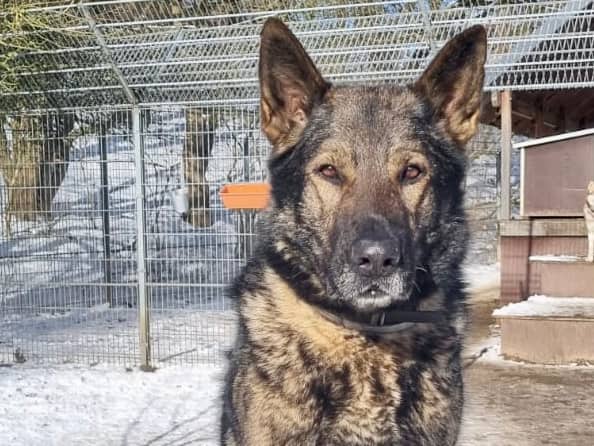 Sheriff Delta, Deutscher Schäferhund aus dem Tierheim in Hamburg (Foto 1 von 3)