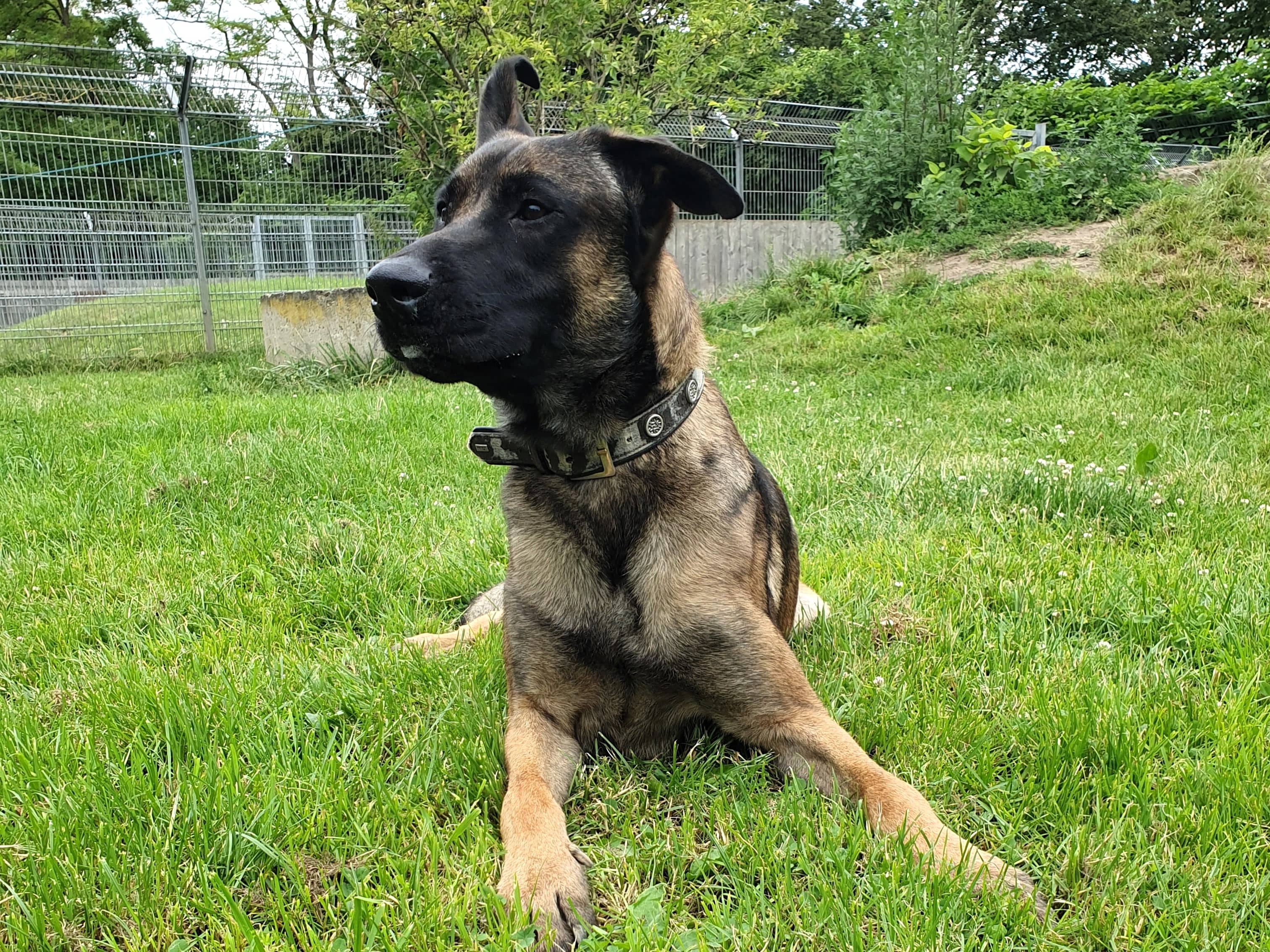 Genji, Malinois aus dem Tierheim in Hamburg (Foto 1 von 4)